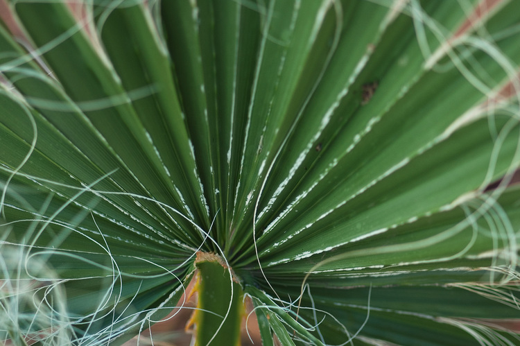 Closeup of a young palm frond
