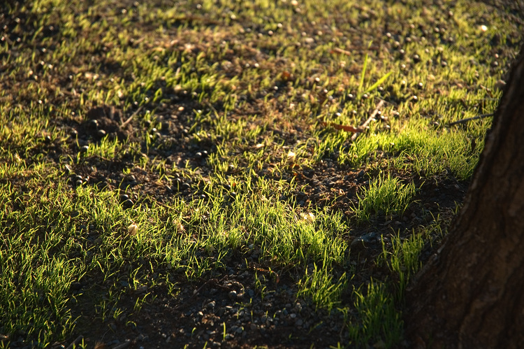 A fine layer of fresh grass backlit by the sun