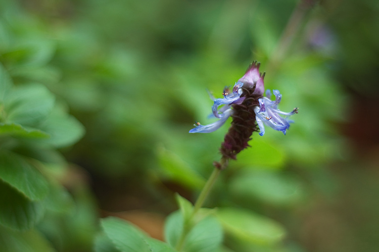 Closeup of a salvia flower