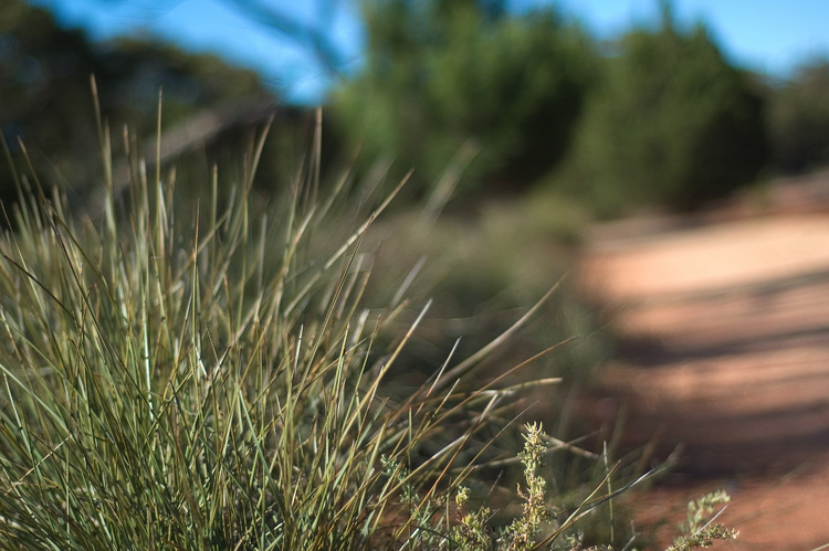 Closeup of a grass-like bush