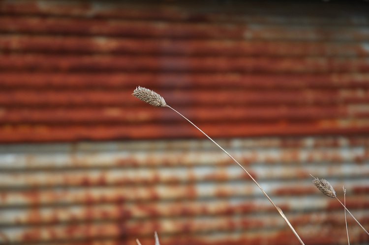 A dried grass seed-head aginst rusty corrugated iron
