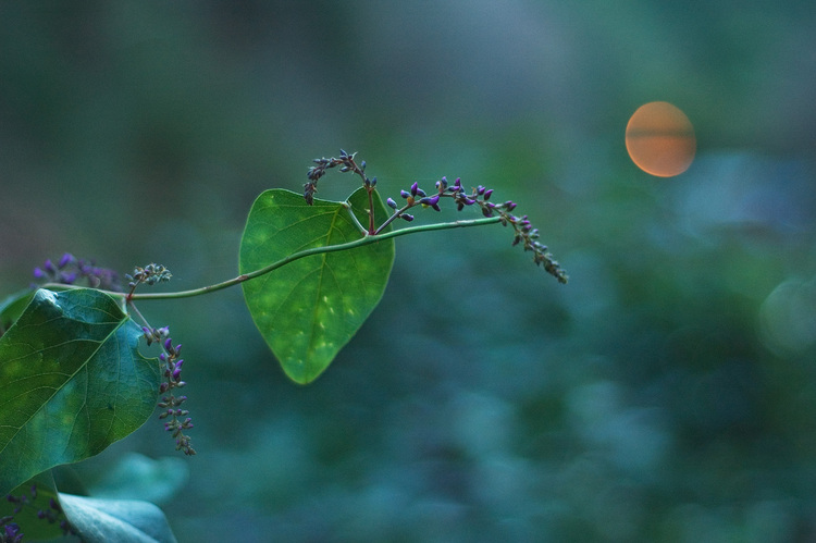 Closeup of a vine with tiny purple flowers