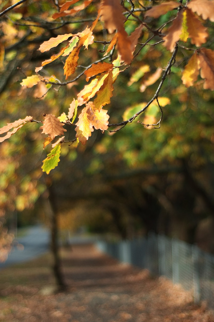 Autumn leaves in the foreground