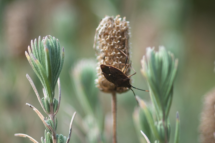 A beetle, sitting on a dried lavender flower