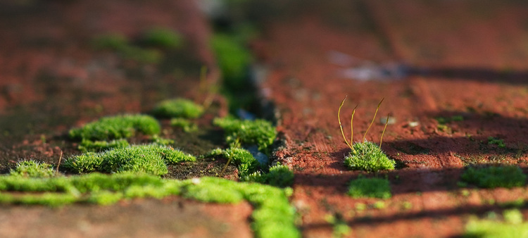 Closeup of moss growing in, and between, bricks