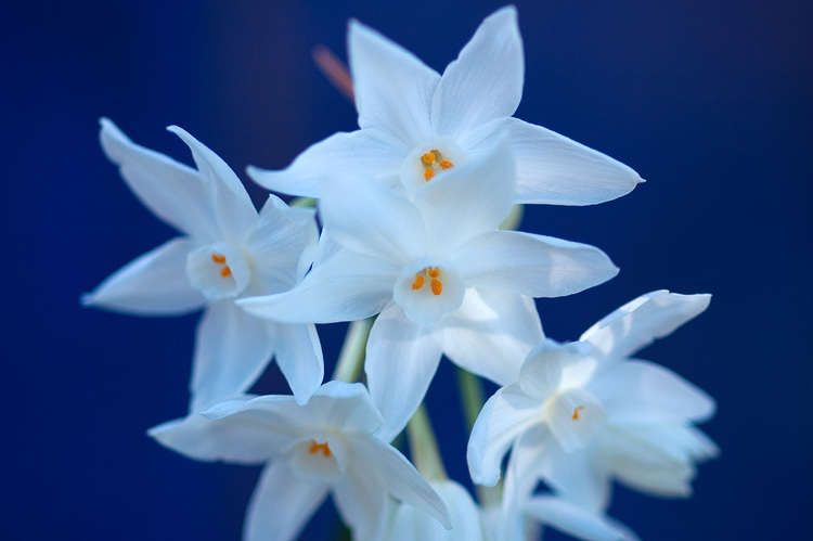 White jonquils against a blue background