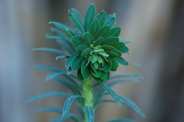 A face-like plant