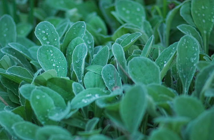 Arctotis leaves with rain drops on them