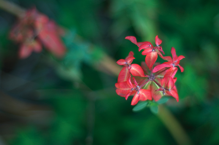 Closeup of a Euphorbia flower-head