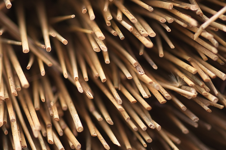 Closeup of dried grass-like plants, with their ends cut off