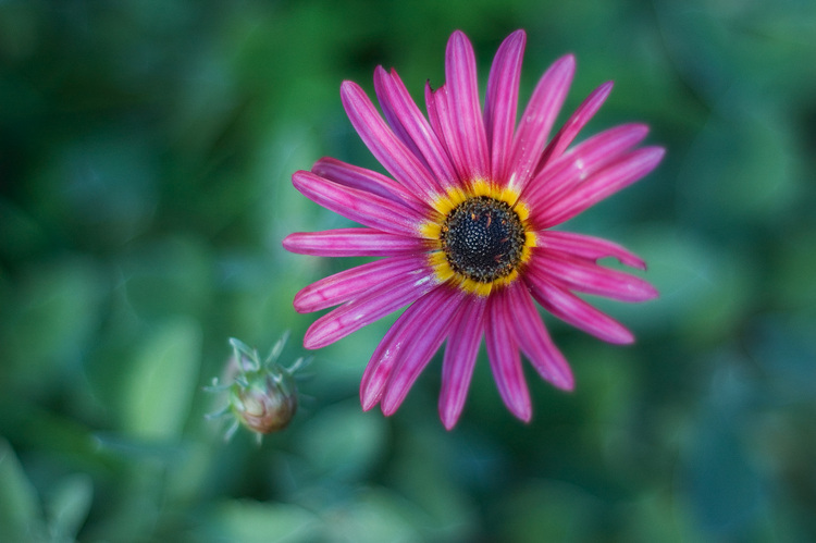 A purple Arctotis flower