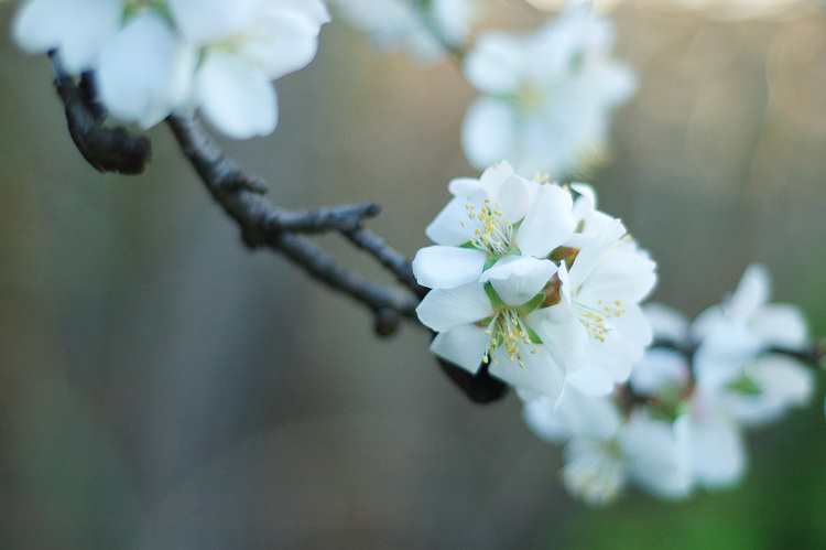 Closeup of an almond blossom