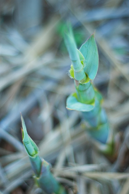 Closeup of bamboo shoots