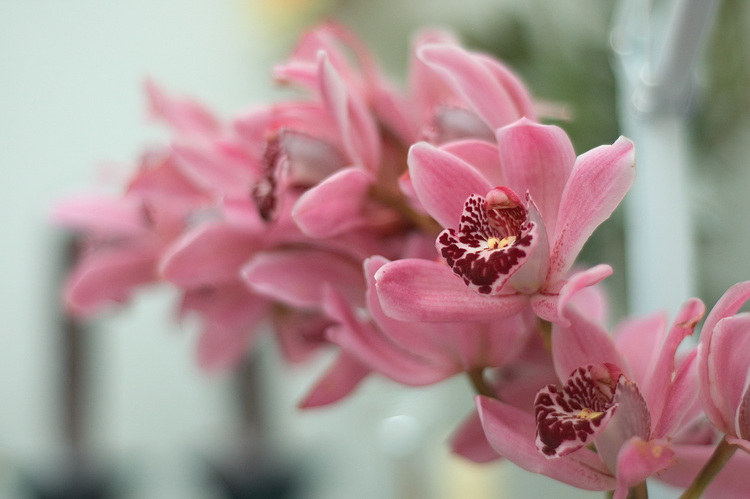 Closeup of a spray of Orchid flowers