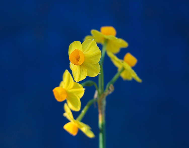 Closeup of yellow Jonquils against a blue background