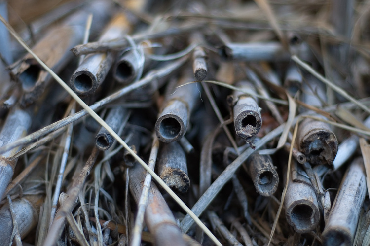 Ends of dried bamboo sticks
