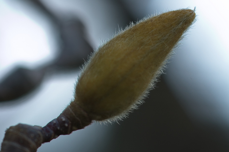 Closeup of a hairy magnolia bud