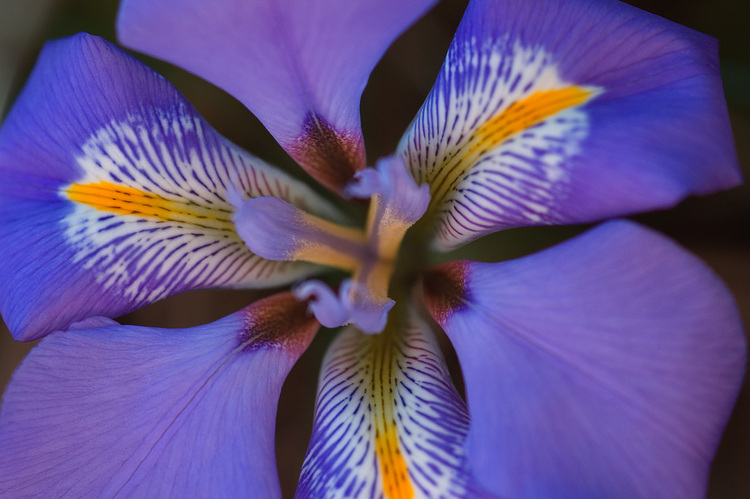 Closeup of an Iris flower