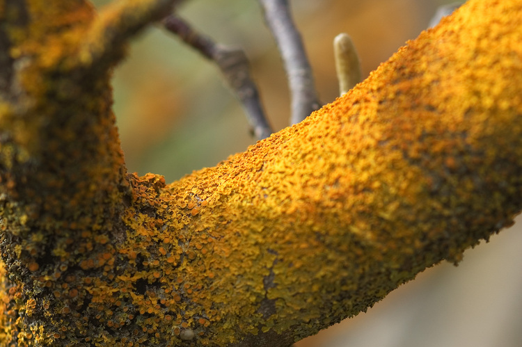 Orangey-yellow Lichen, growing on a branch