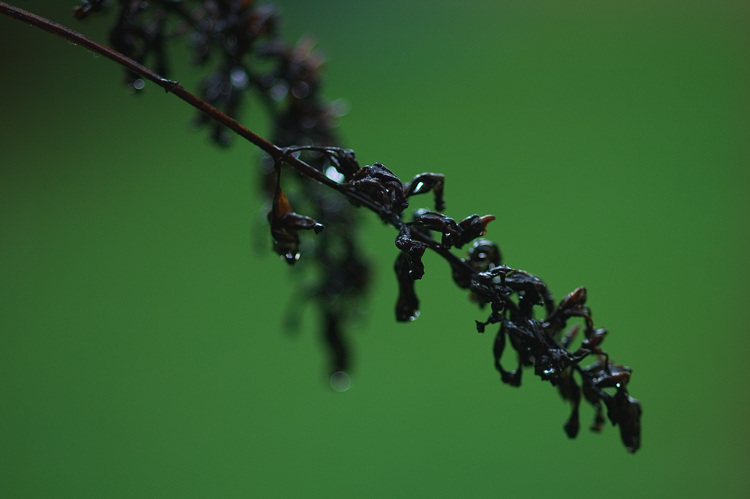 Rain drops on a dried Buddleia flower