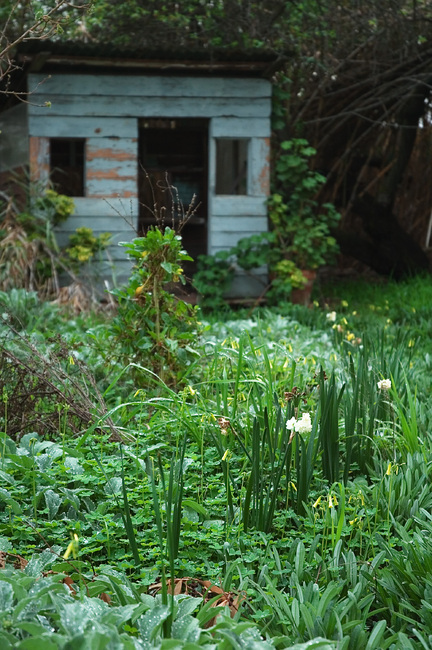 A green garden scene, with a cubbyhouse in the background