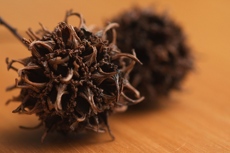 Closeup of a Plane tree seed-pod