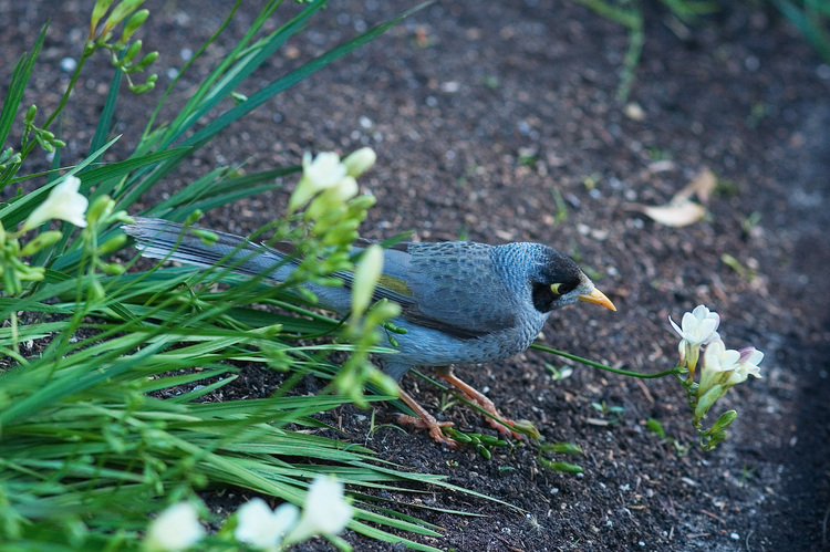 A honeyeater (bird)