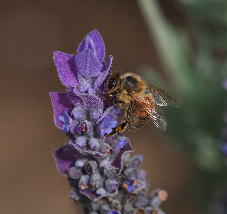 Closeup of a bee gathering pollen from a lavender flower