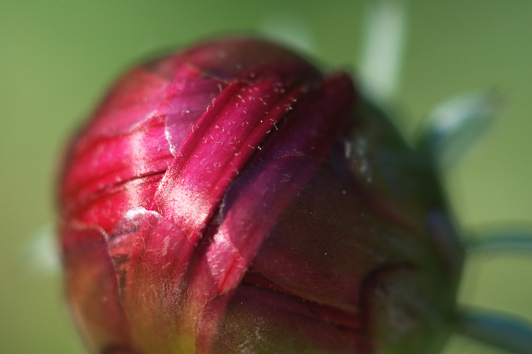 A closeup of an arctotis bud