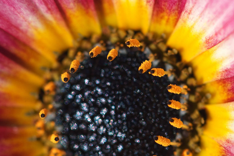 Closeup of the center of an arctotis flower