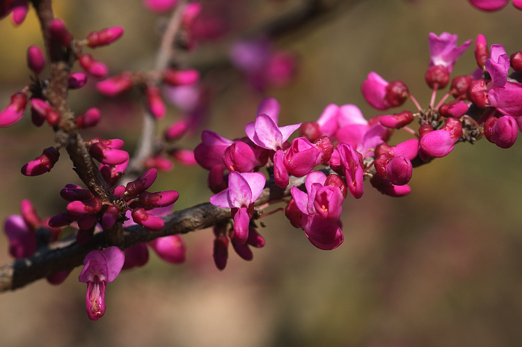 Closeup of Chinese Redbud flowers