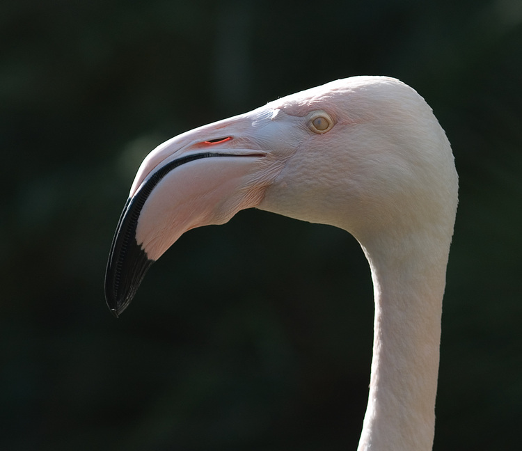 Close-up of a flamingo's head