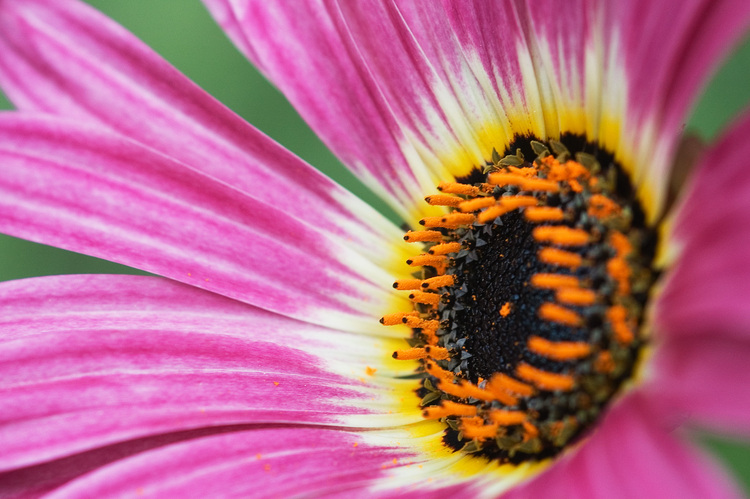 Closeup of an arctotis flower
