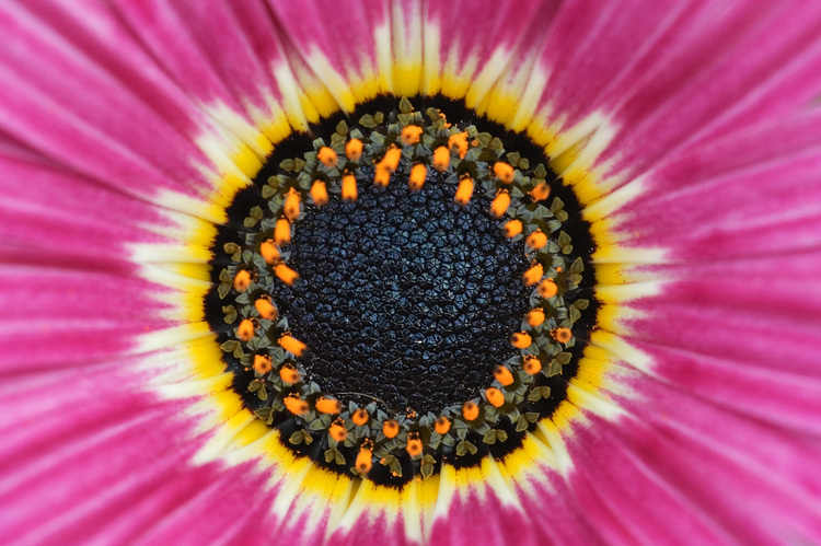 closeup of an arctotis flower