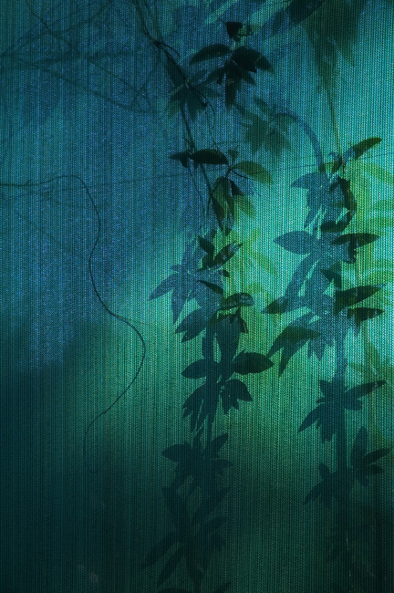 Shadows of a Buddleia on green shade-cloth