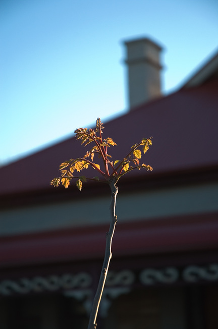 Young shoots on a tree