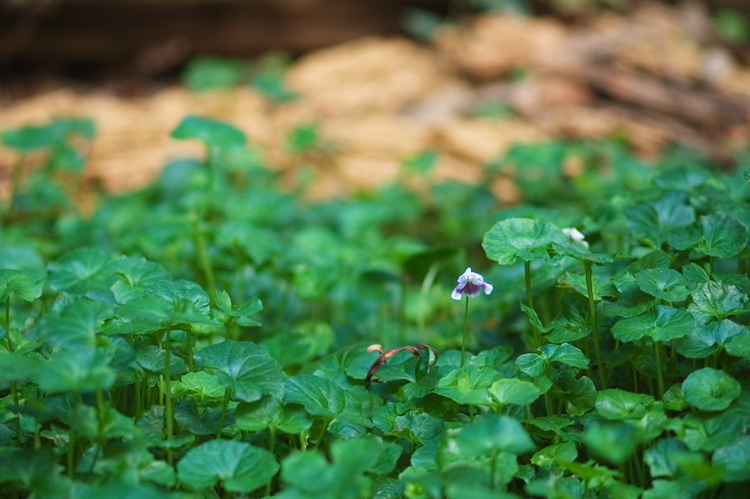 Closeup of a native violet plant