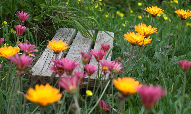 A wooden garden seat, nestled amongst flowers