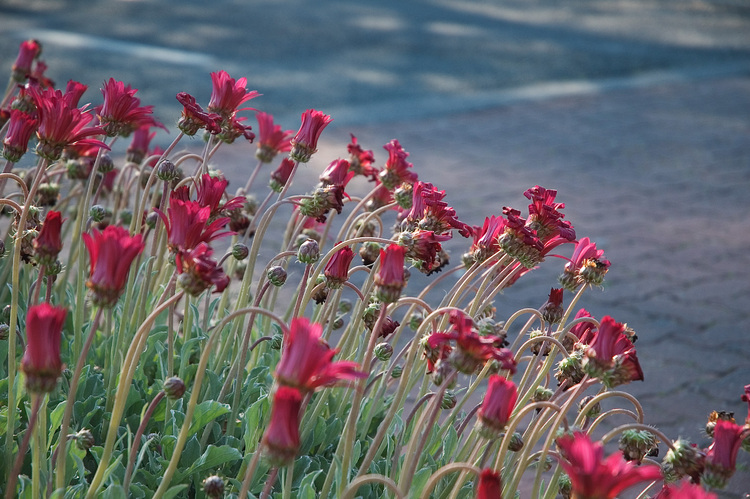 A stand of Arctotis flowers next to a road