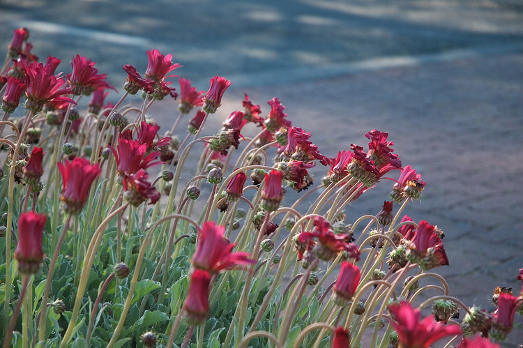 A stand of Arctotis flowers next to a road