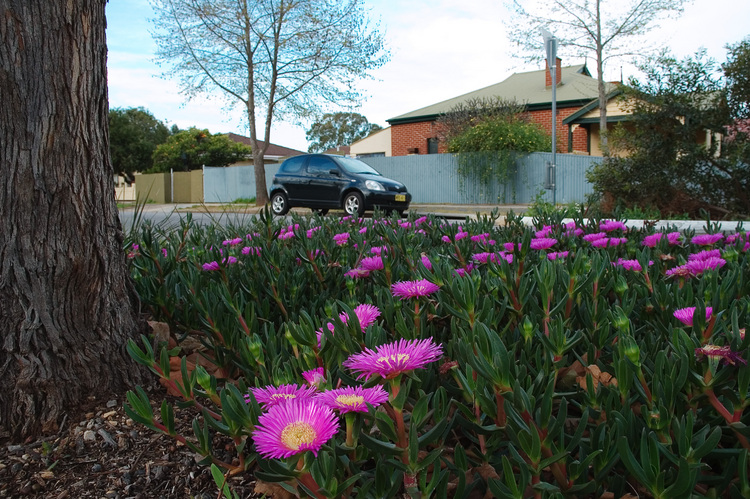 Pink flowers on a succulent plant, by the roadside