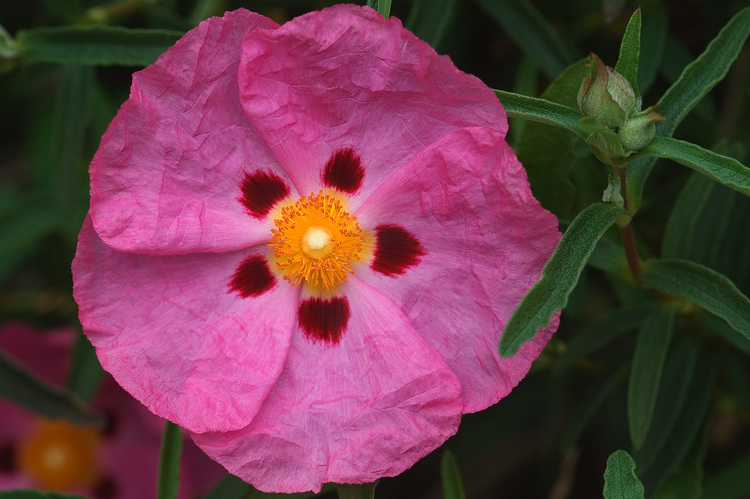 Closeup of a Cistus flower