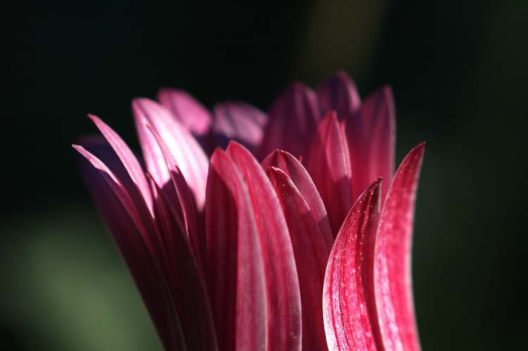 Closeup of an Arctotis flower