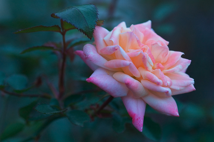 Closeup of a pink rose