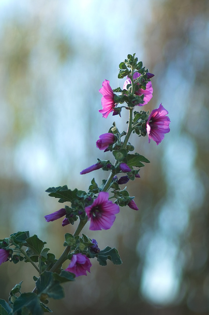 A spray of flowers on a Mallow