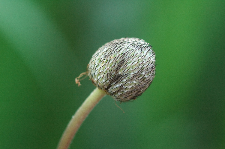 Closeup of an Anemone seedhead