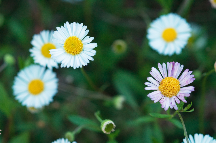 Closeup of Erigeron flowers