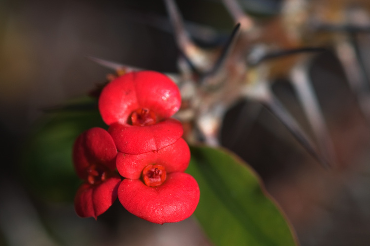 Closeup of a red Euphorbia flower