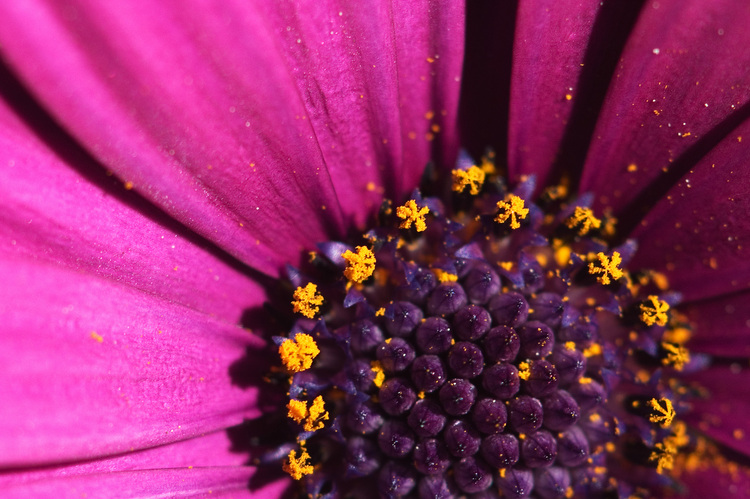Closeup of a purple osteospermum flower