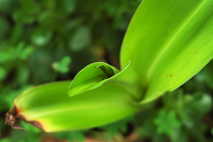 Closeup of the leaves of a lily